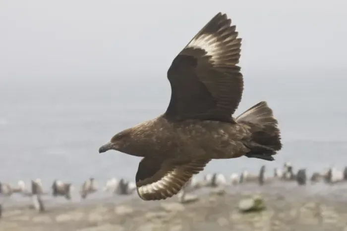 Framed Print : Antarctica, South Shetland Islands. Brown skua soars over a penguin colony looking for prey Framed Print : Antarctica, South Shetland Islands. Brown skua soars over a penguin colony looking for prey
