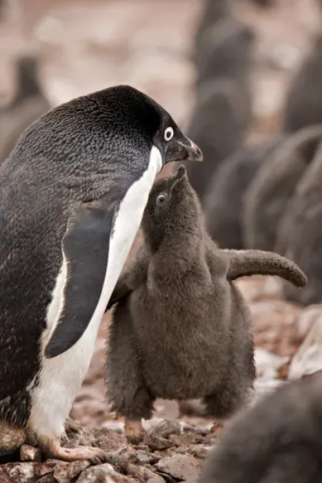 Framed Print : Antarctica, South Shetland Islands. A brown down-covered Adelie penguin chick begging Framed Print : Antarctica, South Shetland Islands. A brown down-covered Adelie penguin chick begging