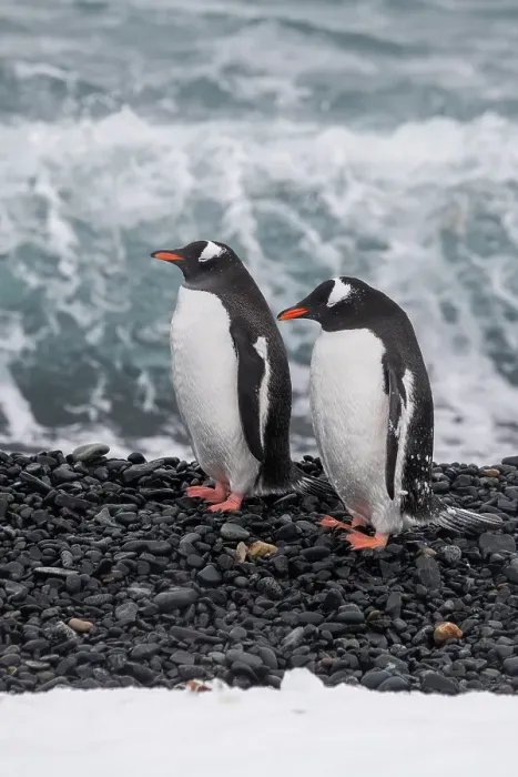Framed Print : Antarctica, South Shetland Islands, Half Moon Bay. Pair of gentoo penguins on rocky black beach Framed Print : Antarctica, South Shetland Islands, Half Moon Bay. Pair of gentoo penguins on rocky black beach