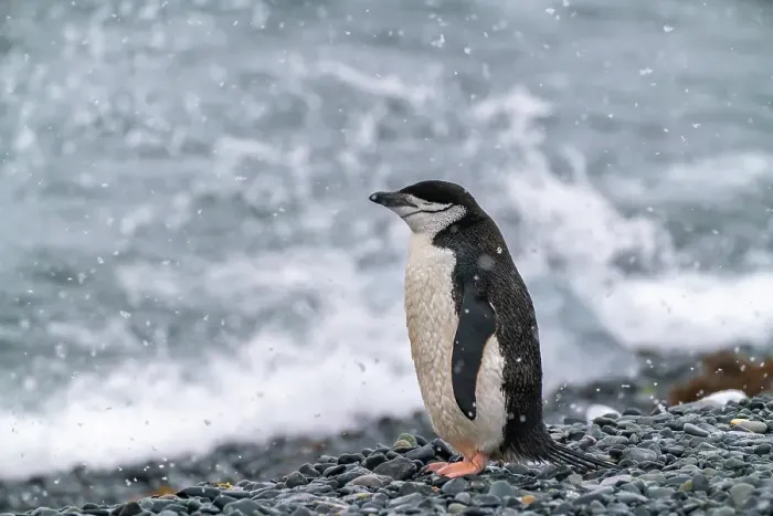 Framed Print : Antarctica, South Shetland Islands, Half Moon Island. Chinstrap penguin in falling snow. ©Cathy & Gordon Illg  /  Jaynes Gallery  /  DanitaDelimont.com