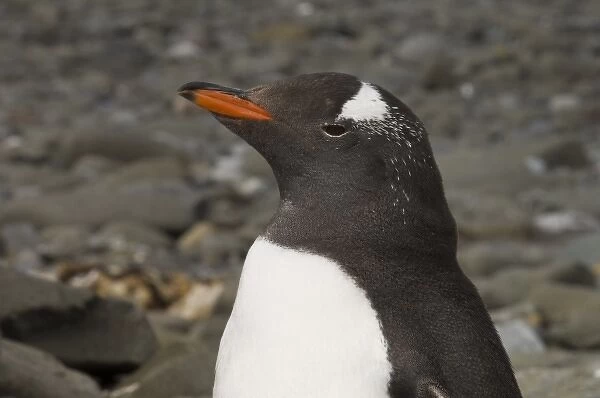 Antarctica, South Shetland Islands, Aitcho Island, Gentoo Penguin