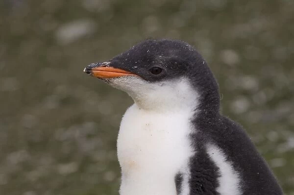 Antarctica, South Shetlands Islands, Aitcho Island, Gentoo Penguin