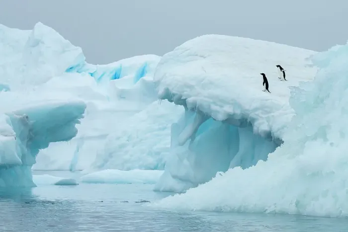 Framed Print : Antarctica, Vega Island, aka Devil Island. Adelie penguins on blue iceberg Framed Print : Antarctica, Vega Island, aka Devil Island. Adelie penguins on blue iceberg