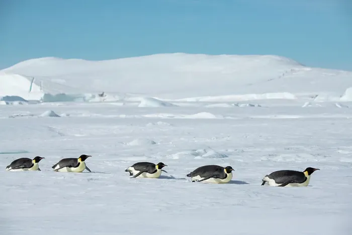 Framed Print : Antarctica, Weddell Sea, Snow Hill. Emperor penguins toboggining