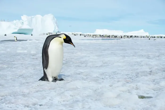 Framed Print : Antarctica, Weddell Sea, Snow Hill. Emperor penguins adult with colony in distance Framed Print : Antarctica, Weddell Sea, Snow Hill. Emperor penguins adult with colony in distance