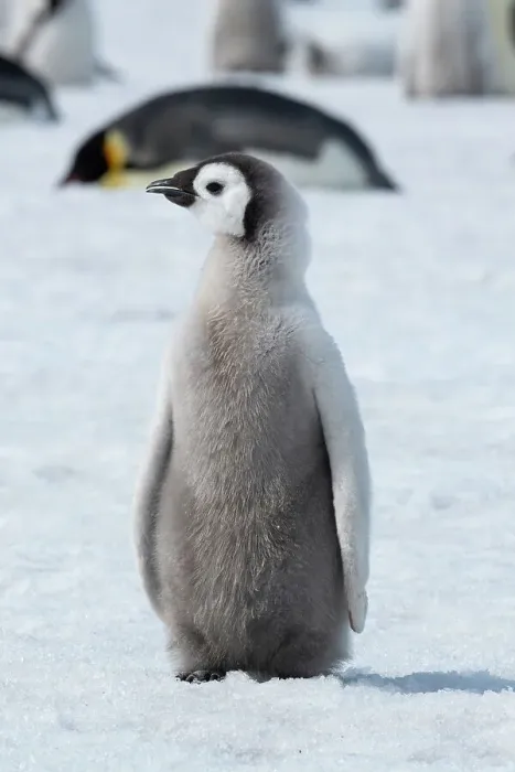 Framed Print : Antarctica, Weddell Sea, Snow Hill. Emperor penguin chick Framed Print : Antarctica, Weddell Sea, Snow Hill. Emperor penguin chick
