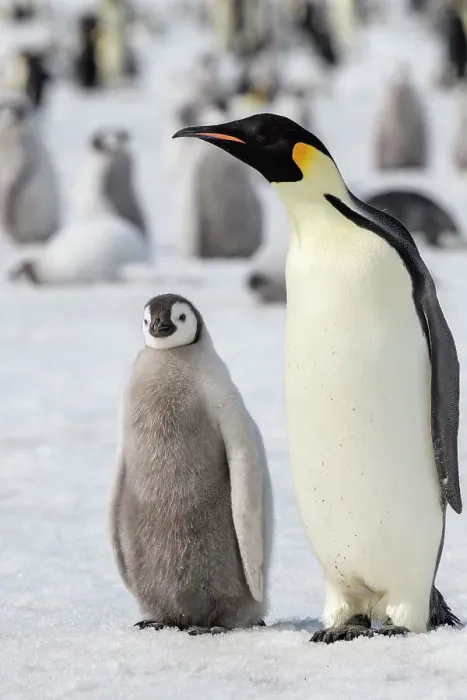 Framed Print : Antarctica, Weddell Sea, Snow Hill. Emperor penguins adult with chicks Framed Print : Antarctica, Weddell Sea, Snow Hill. Emperor penguins adult with chicks