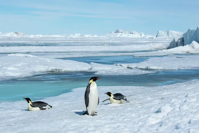 Framed Print : Antarctica, Weddell Sea, Snow Hill. Emperor penguins Framed Print : Antarctica, Weddell Sea, Snow Hill. Emperor penguins