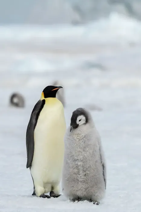 Framed Print : Antarctica, Weddell Sea, Snow Hill. Emperor penguins Framed Print : Antarctica, Weddell Sea, Snow Hill. Emperor penguins
