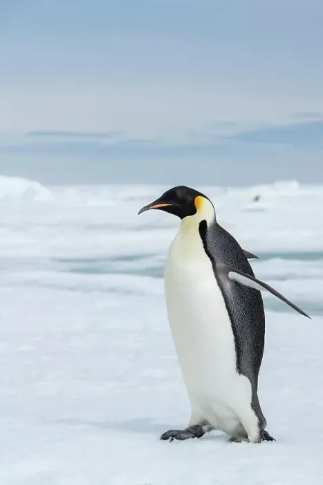 Framed Print : Antarctica, Weddell Sea, Snow Hill. Emperor penguins Framed Print : Antarctica, Weddell Sea, Snow Hill. Emperor penguins