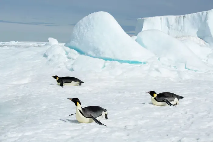Framed Print : Antarctica, Weddell Sea, Snow Hill. Emperor penguins toboggining