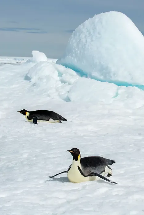 Framed Print : Antarctica, Weddell Sea, Snow Hill. Emperor penguins toboggining