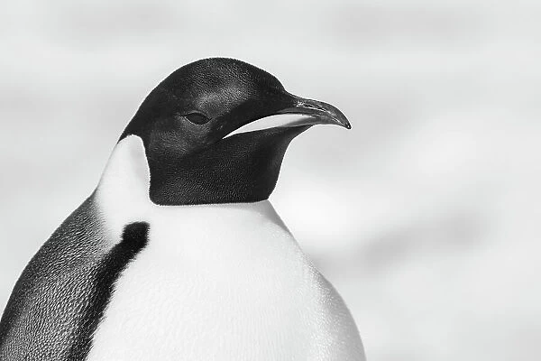 Antarctica, Weddell Sea, Snow Hill colony. Emperor penguin head close-up
