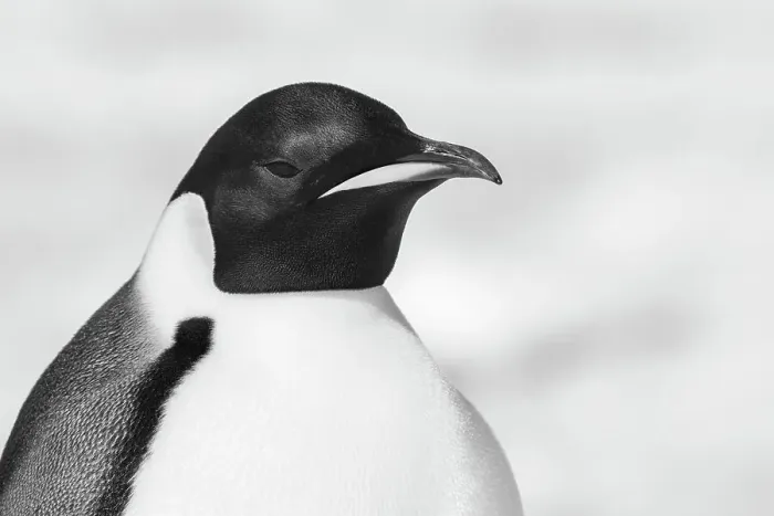 Framed Print : Antarctica, Weddell Sea, Snow Hill colony. Emperor penguin head close-up Framed Print : Antarctica, Weddell Sea, Snow Hill colony. Emperor penguin head close-up