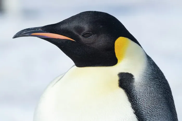 Framed Print : Antarctica, Weddell Sea, Snow Hill colony. Emperor penguin head close-up Framed Print : Antarctica, Weddell Sea, Snow Hill colony. Emperor penguin head close-up