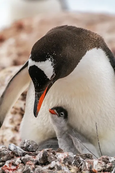 Framed Print : Antarctica, Wiencke Island, Damoy Point. Gentoo penguin parent with chick on nest. ©Cathy & Gordon Illg / Jaynes Gallery / DanitaDelimont.com Framed Print : Antarctica, Wiencke Island, Damoy Point. Gentoo penguin parent with chick on nest. ©Cathy & Gordon Illg / Jaynes Gallery / DanitaDelimont.com