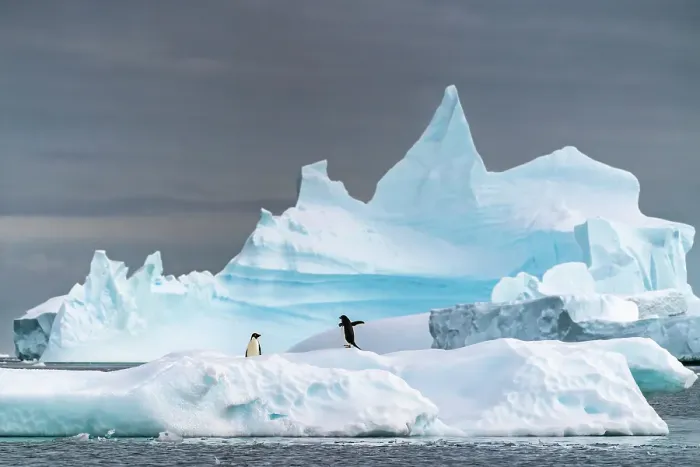 Framed Print : Antarctica, Yalour Islands. Adelie penguins on iceberg. ©Cathy & Gordon Illg / Jaynes Gallery / DanitaDelimont.com Framed Print : Antarctica, Yalour Islands. Adelie penguins on iceberg. ©Cathy & Gordon Illg / Jaynes Gallery / DanitaDelimont.com