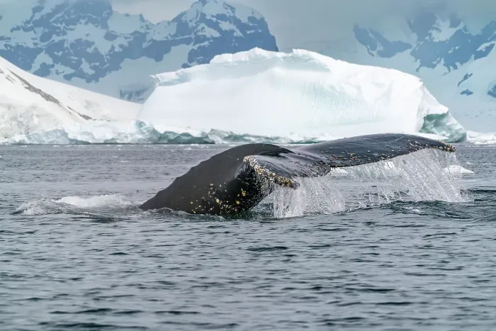Framed Print : Antarctica, Yalour Islands. Humpback whale fluke close-up. ©Cathy & Gordon Illg  /  Jaynes Gallery  /  DanitaDelimont.com
