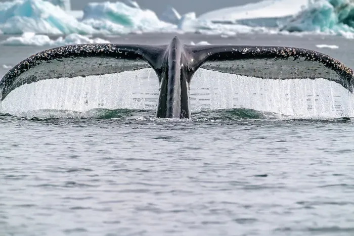 Framed Print : Antarctica, Yalour Islands. Humpback whale fluke close-up. ©Cathy & Gordon Illg / Jaynes Gallery / DanitaDelimont.com Framed Print : Antarctica, Yalour Islands. Humpback whale fluke close-up. ©Cathy & Gordon Illg / Jaynes Gallery / DanitaDelimont.com