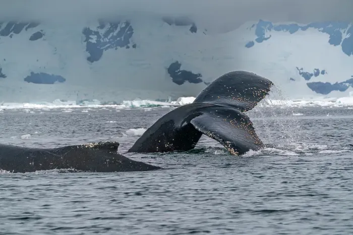 Framed Print : Antarctica, Yalour Islands. Humpback whales close-up. ©Cathy & Gordon Illg  /  Jaynes Gallery  /  DanitaDelimont.com