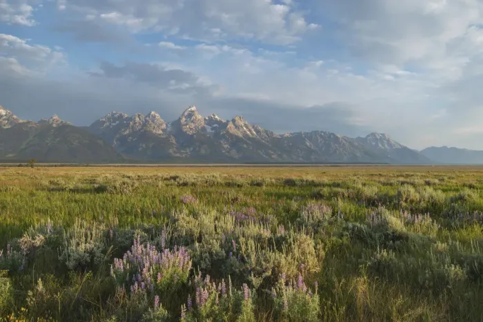 Framed Print : Antelope Flats lupines and sagebrush. Grand Teton National Park Framed Print : Antelope Flats lupines and sagebrush. Grand Teton National Park