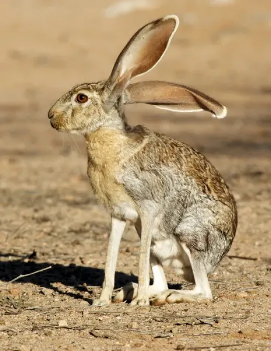 Framed Print : Antelope Jackrabbit (lepus alleni). It is the largest of the North American hares Framed Print : Antelope Jackrabbit (lepus alleni). It is the largest of the North American hares