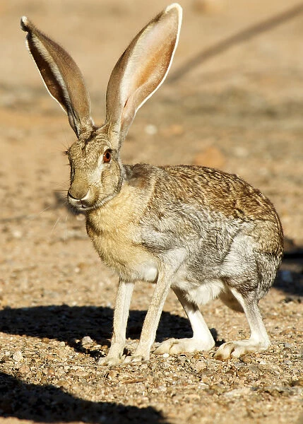 An antelope jackrabbit (Lepus alleni) alert for danger