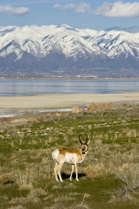 Framed Print : Antelope on Shore of Antelope Island, Northern Wasatch Mountains in Distance, Antelope Framed Print : Antelope on Shore of Antelope Island, Northern Wasatch Mountains in Distance, Antelope
