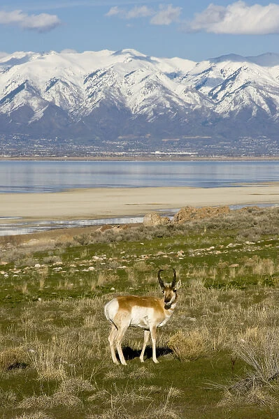 Antelope on Shore of Antelope Island, Northern Wasatch Mountains in Distance, Antelope