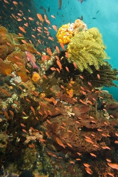 Anthias fish (Pseudanthias squamipinnis) Underwater Sea Life at Verde Island near Puerto Gallera