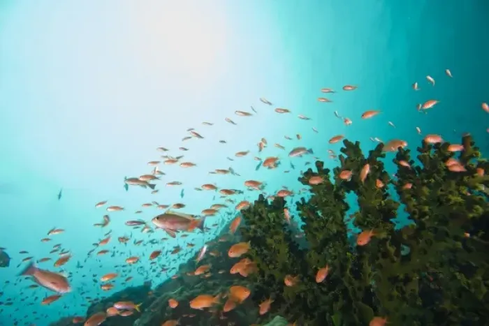 Framed Print : Anthias fish (Pseudanthias squamipinnis) Underwater Sea Life at Verde Island near Puerto Gallera Framed Print : Anthias fish (Pseudanthias squamipinnis) Underwater Sea Life at Verde Island near Puerto Gallera