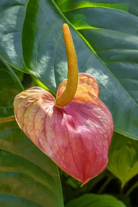 Framed Print : Anthurium Framed Print : Anthurium
