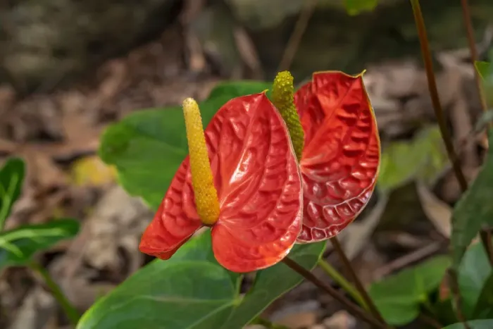 Framed Print : Anthurium Framed Print : Anthurium
