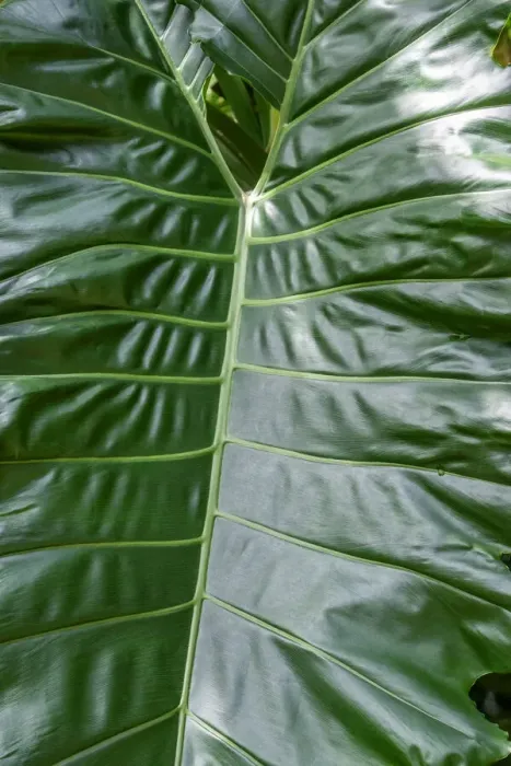 Framed Print : Anthurium leaf Framed Print : Anthurium leaf
