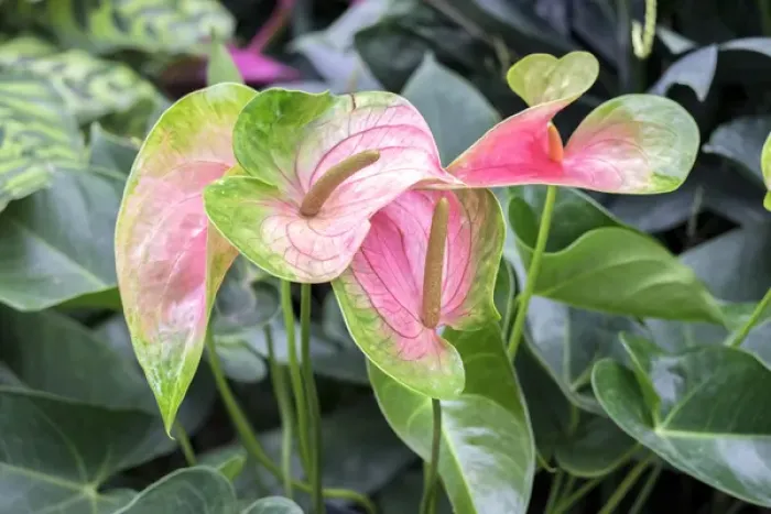 Framed Print : Anthurium, USA