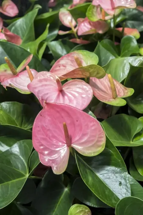 Framed Print : Anthurium, USA Framed Print : Anthurium, USA