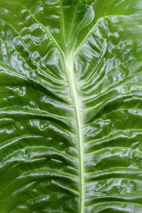 Framed Print : Anthurium veitchii leaf Framed Print : Anthurium veitchii leaf