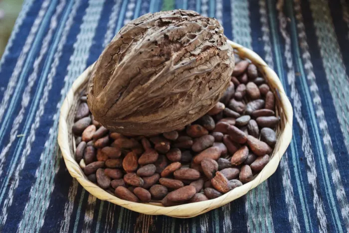 Framed Print : Antigua, Guatemala. Cocoa pod and beans