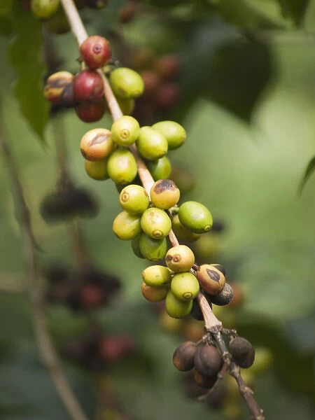 Antigua, Guatemala: Coffee on the bush
