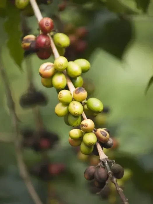 Framed Print : Antigua, Guatemala: Coffee on the bush