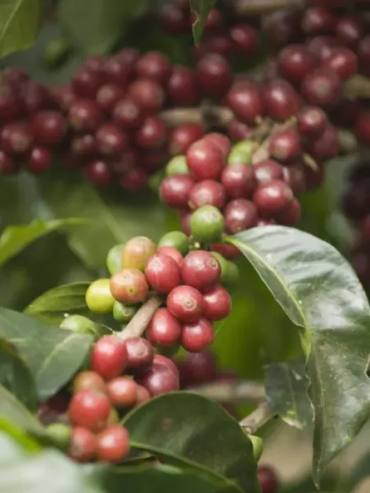 Framed Print : Antigua, Guatemala: Coffee on the bush