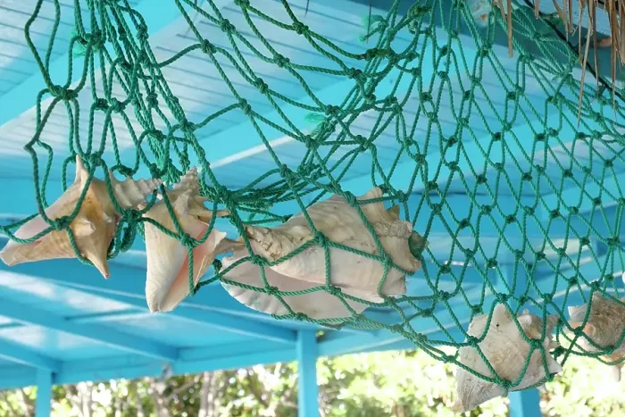 Framed Print : Antigua, West Indies. Local sea shells hanging from a net Framed Print : Antigua, West Indies. Local sea shells hanging from a net