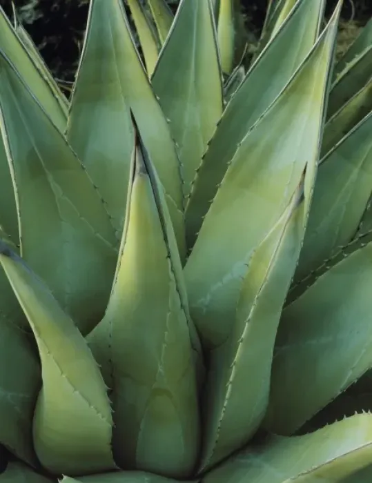 Framed Print : ANZA BORREGO DESERT STATE PARK, CALIFORNIA. USA. Agave, century plant (Agave parryi) Framed Print : ANZA BORREGO DESERT STATE PARK, CALIFORNIA. USA. Agave, century plant (Agave parryi)