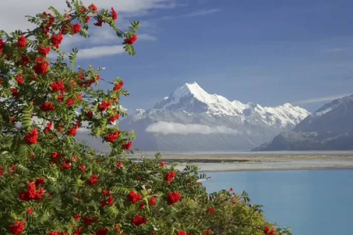 Framed Print : Aoraki / Mt Cook, and Lake Pukaki, Canterbury, South Island, New Zealand Framed Print : Aoraki / Mt Cook, and Lake Pukaki, Canterbury, South Island, New Zealand
