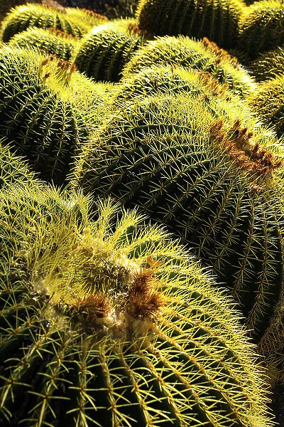 Apache Junction, Arizona, USA. Cactus