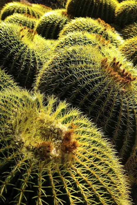 Framed Print : Apache Junction, Arizona, USA. Cactus Framed Print : Apache Junction, Arizona, USA. Cactus