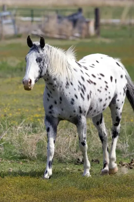 Framed Print : Appaloosa horse in Idaho Framed Print : Appaloosa horse in Idaho
