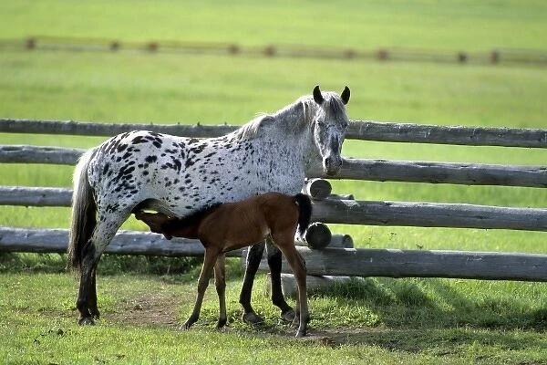 Appaloosa mare and colt horse