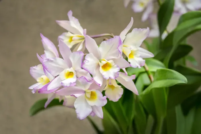 Framed Print : Apple blossom, Iwanagara orchid, USA Framed Print : Apple blossom, Iwanagara orchid, USA