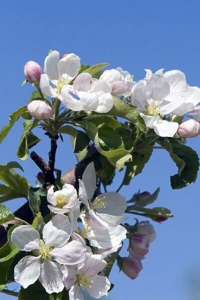 Apple blossom in an orchard near Parma, Idaho, USA